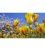 Akademia multifokalna